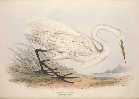 Reproducción/Reproduction 46778418791: The birds of Europe.. London,Printed by R. and J.E. Taylor, pub. by the author,1837.. 