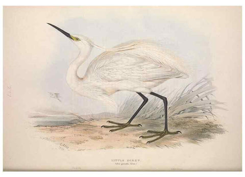 Reproducción/Reproduction 39813036653: The birds of Europe.. London,Printed by R. and J.E. Taylor, pub. by the author,1837.. 
