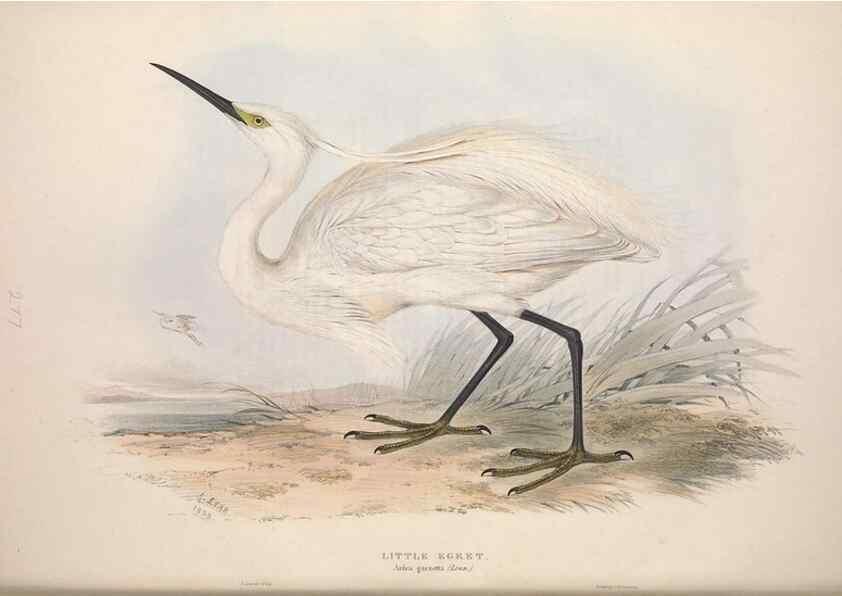 Reproducción/Reproduction 39813036653: The birds of Europe.. London,Printed by R. and J.E. Taylor, pub. by the author,1837.. 
