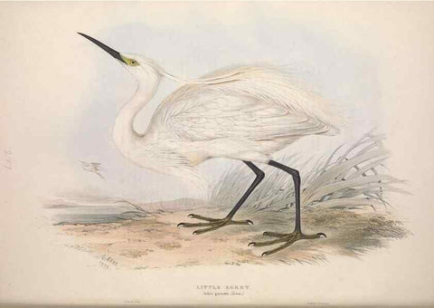 Reproducción/Reproduction 39813036653: The birds of Europe.. London,Printed by R. and J.E. Taylor, pub. by the author,1837.. 