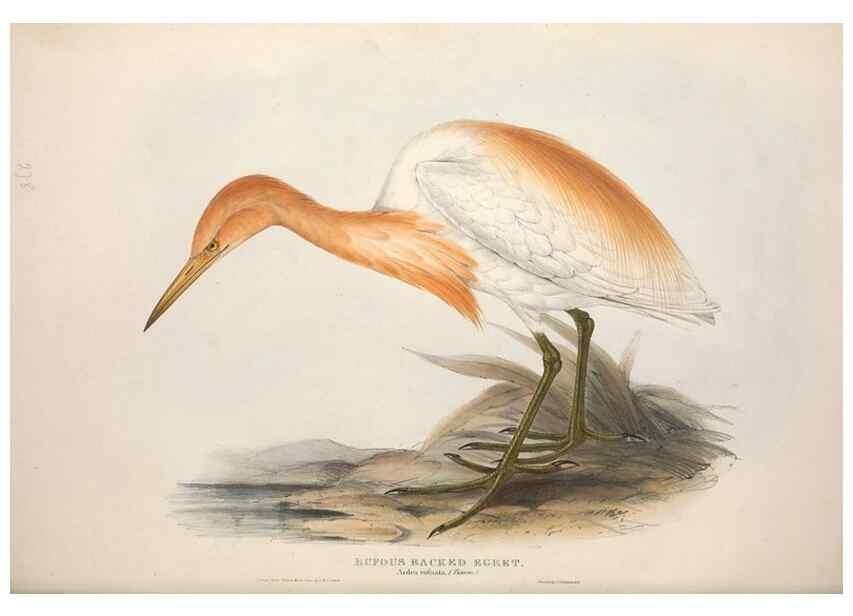 Reproducción/Reproduction 39813037133: The birds of Europe.. London,Printed by R. and J.E. Taylor, pub. by the author,1837.. 