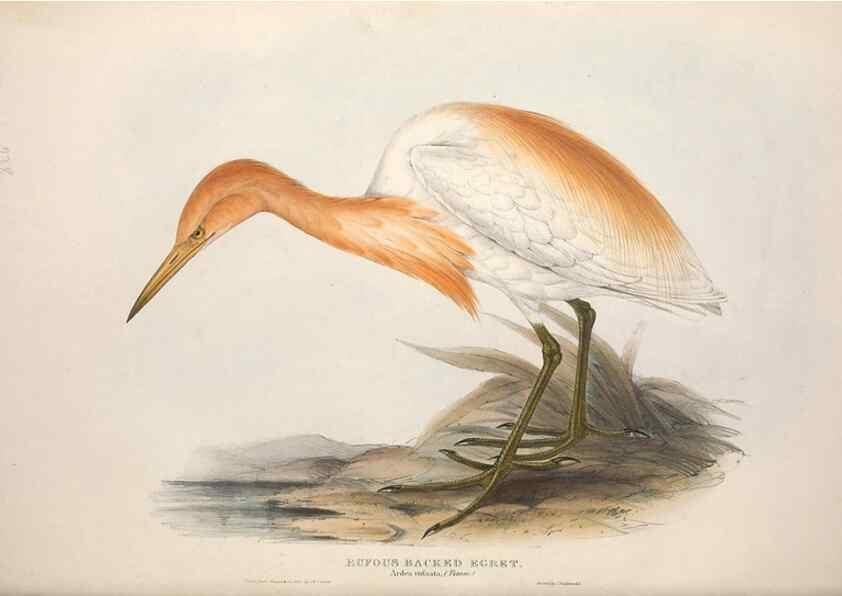 Reproducción/Reproduction 39813037133: The birds of Europe.. London,Printed by R. and J.E. Taylor, pub. by the author,1837.. 