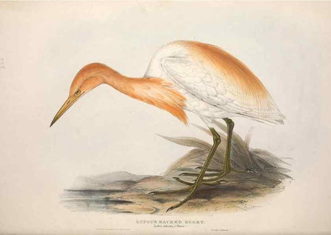 Reproducción/Reproduction 39813037133: The birds of Europe.. London,Printed by R. and J.E. Taylor, pub. by the author,1837.. 
