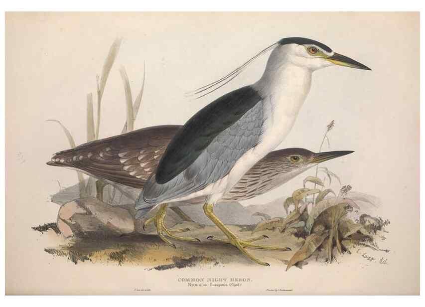 Reproducción/Reproduction 46778421791: The birds of Europe.. London,Printed by R. and J.E. Taylor, pub. by the author,1837.. 