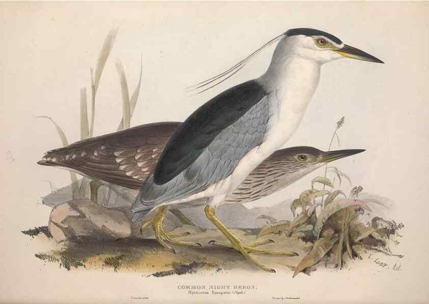 Reproducción/Reproduction 46778421791: The birds of Europe.. London,Printed by R. and J.E. Taylor, pub. by the author,1837.. 