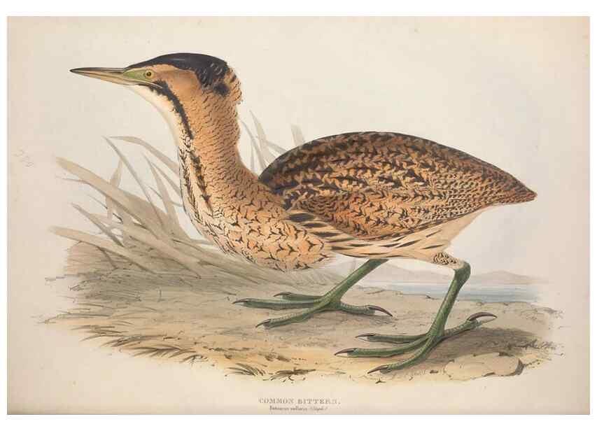 Reproducción/Reproduction 39813039193: The birds of Europe.. London,Printed by R. and J.E. Taylor, pub. by the author,1837.. 