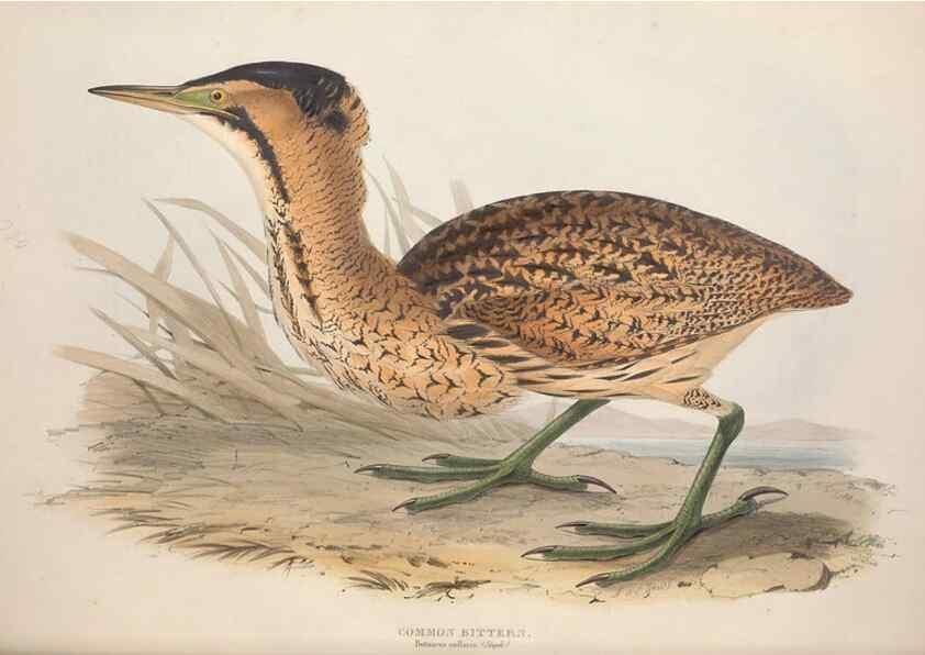 Reproducción/Reproduction 39813039193: The birds of Europe.. London,Printed by R. and J.E. Taylor, pub. by the author,1837.. 