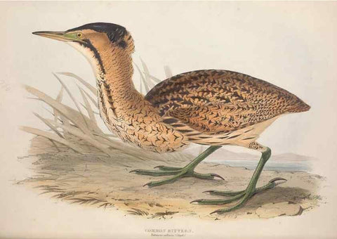 Reproducción/Reproduction 39813039193: The birds of Europe.. London,Printed by R. and J.E. Taylor, pub. by the author,1837.. 