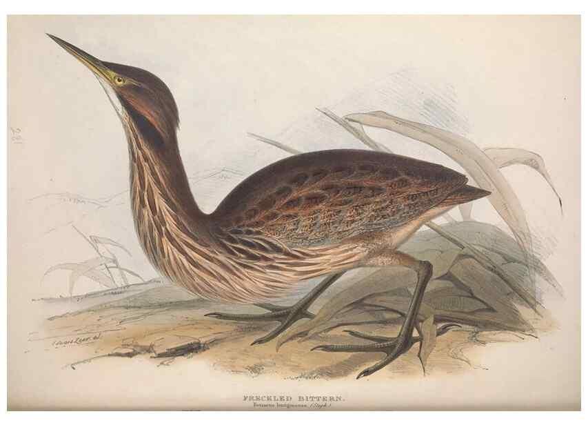 Reproducción/Reproduction 46053298294: The birds of Europe.. London,Printed by R. and J.E. Taylor, pub. by the author,1837.. 