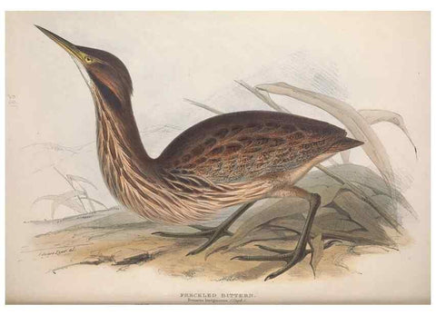 Reproducción/Reproduction 46053298294: The birds of Europe.. London,Printed by R. and J.E. Taylor, pub. by the author,1837.. 