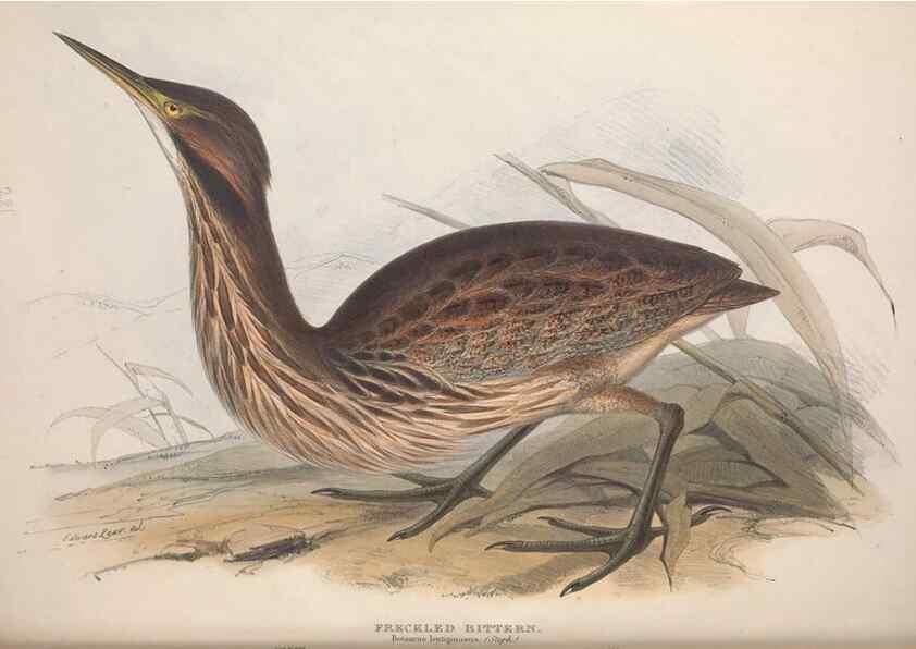 Reproducción/Reproduction 46053298294: The birds of Europe.. London,Printed by R. and J.E. Taylor, pub. by the author,1837.. 