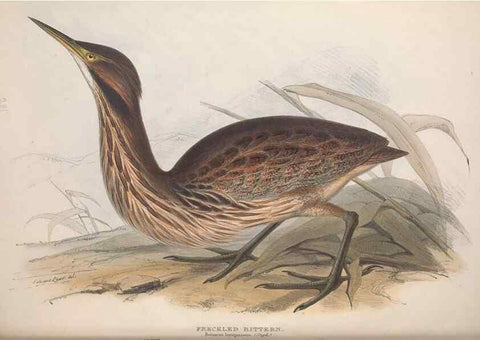 Reproducción/Reproduction 46053298294: The birds of Europe.. London,Printed by R. and J.E. Taylor, pub. by the author,1837.. 