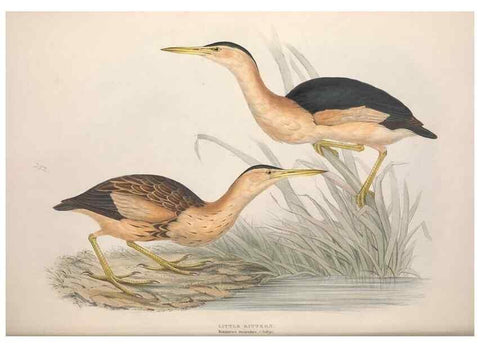 Reproducción/Reproduction 39813041913: The birds of Europe.. London,Printed by R. and J.E. Taylor, pub. by the author,1837.. 