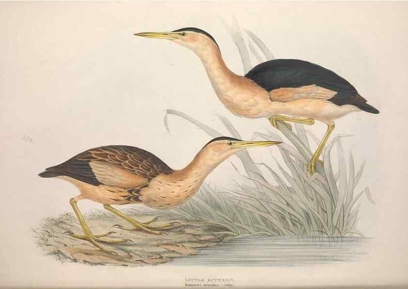 Reproducción/Reproduction 39813041913: The birds of Europe.. London,Printed by R. and J.E. Taylor, pub. by the author,1837.. 
