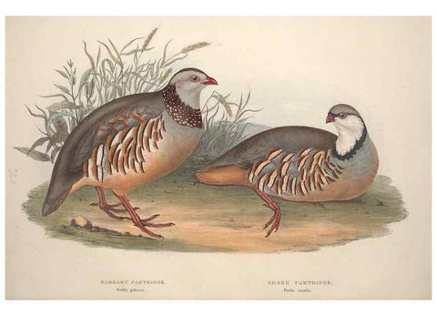 Reproducción/Reproduction 45863286465: The birds of Europe.. London,Printed by R. and J.E. Taylor, pub. by the author,1837.. 