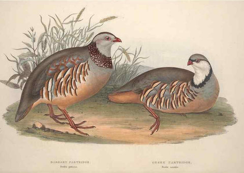 Reproducción/Reproduction 45863286465: The birds of Europe.. London,Printed by R. and J.E. Taylor, pub. by the author,1837.. 