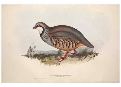 Reproducción/Reproduction 46053270774: The birds of Europe.. London,Printed by R. and J.E. Taylor, pub. by the author,1837.. 