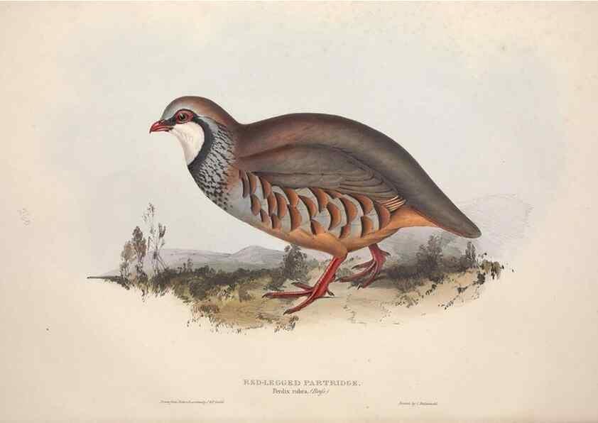 Reproducción/Reproduction 46053270774: The birds of Europe.. London,Printed by R. and J.E. Taylor, pub. by the author,1837.. 
