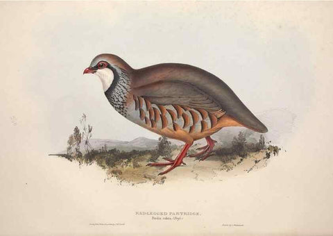 Reproducción/Reproduction 46053270774: The birds of Europe.. London,Printed by R. and J.E. Taylor, pub. by the author,1837.. 