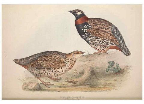 Reproducción/Reproduction 39813028163: The birds of Europe.. London,Printed by R. and J.E. Taylor, pub. by the author,1837.. 