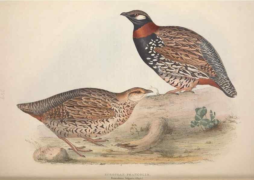 Reproducción/Reproduction 39813028163: The birds of Europe.. London,Printed by R. and J.E. Taylor, pub. by the author,1837.. 