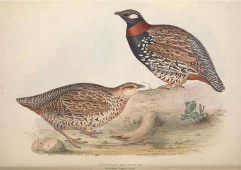 Reproducción/Reproduction 39813028163: The birds of Europe.. London,Printed by R. and J.E. Taylor, pub. by the author,1837.. 