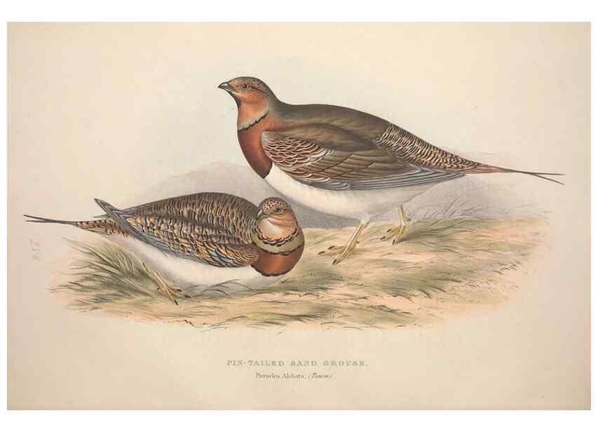 Reproducción/Reproduction 45863283485: The birds of Europe.. London,Printed by R. and J.E. Taylor, pub. by the author,1837.. 