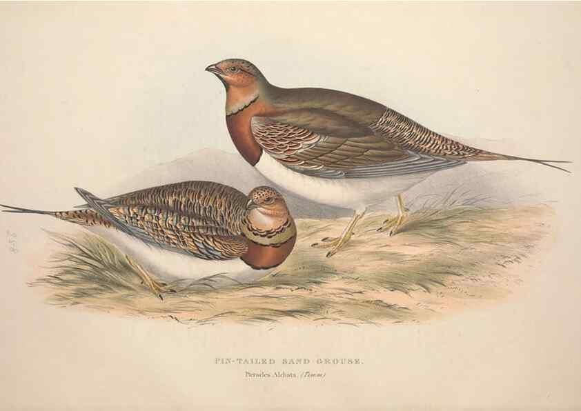 Reproducción/Reproduction 45863283485: The birds of Europe.. London,Printed by R. and J.E. Taylor, pub. by the author,1837.. 