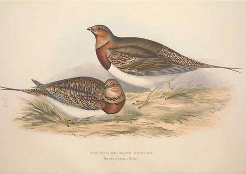 Reproducción/Reproduction 45863283485: The birds of Europe.. London,Printed by R. and J.E. Taylor, pub. by the author,1837.. 