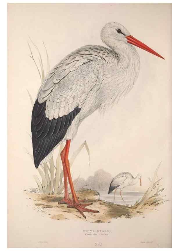 Reproducción/Reproduction 45863039535: The birds of Europe.. London,Printed by R. and J.E. Taylor, pub. by the author,1837.. 