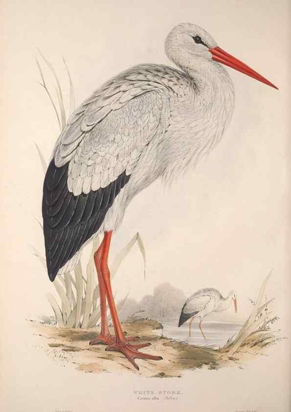 Reproducción/Reproduction 45863039535: The birds of Europe.. London,Printed by R. and J.E. Taylor, pub. by the author,1837.. 
