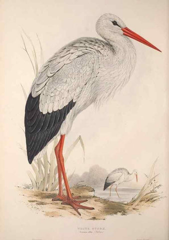 Reproducción/Reproduction 45863039535: The birds of Europe.. London,Printed by R. and J.E. Taylor, pub. by the author,1837.. 