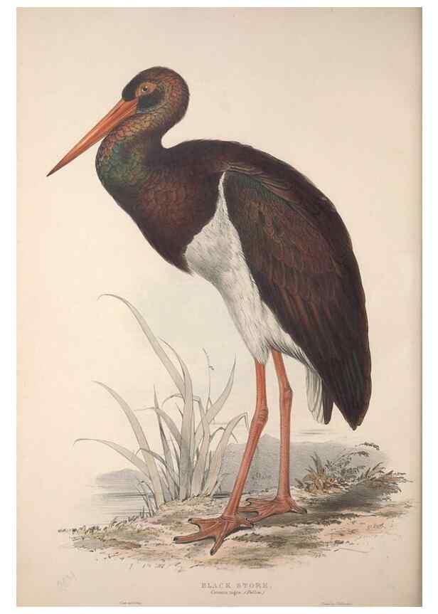 Reproducción/Reproduction 45863040755: The birds of Europe.. London,Printed by R. and J.E. Taylor, pub. by the author,1837.. 