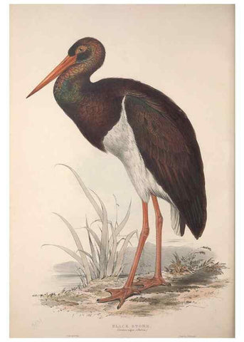 Reproducción/Reproduction 45863040755: The birds of Europe.. London,Printed by R. and J.E. Taylor, pub. by the author,1837.. 