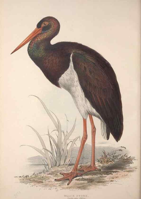 Reproducción/Reproduction 45863040755: The birds of Europe.. London,Printed by R. and J.E. Taylor, pub. by the author,1837.. 