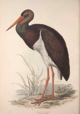 Reproducción/Reproduction 45863040755: The birds of Europe.. London,Printed by R. and J.E. Taylor, pub. by the author,1837.. 