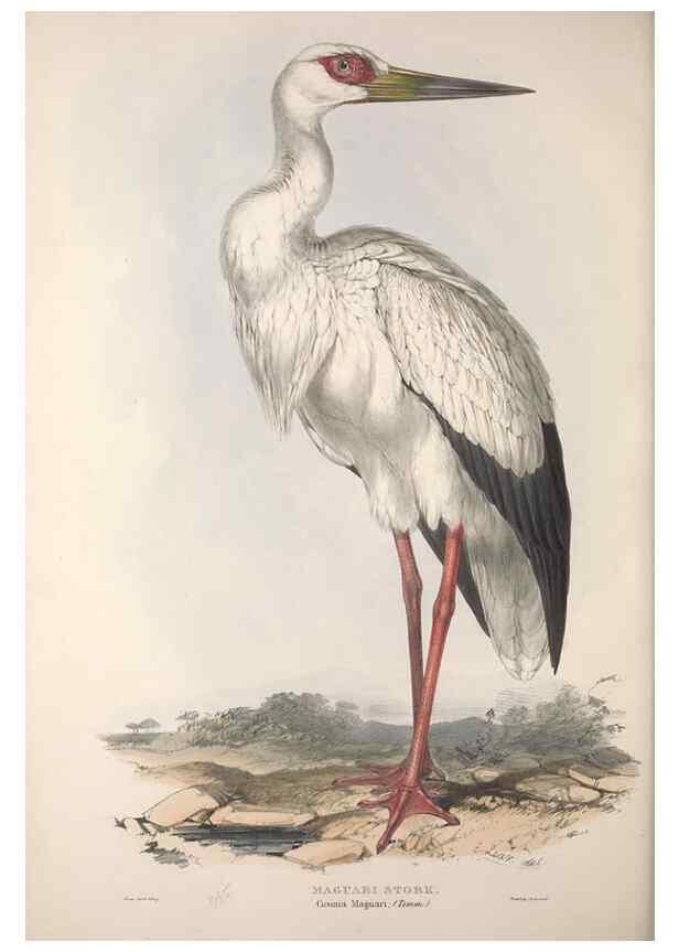 Reproducción/Reproduction 39812792253: The birds of Europe.. London,Printed by R. and J.E. Taylor, pub. by the author,1837.. 
