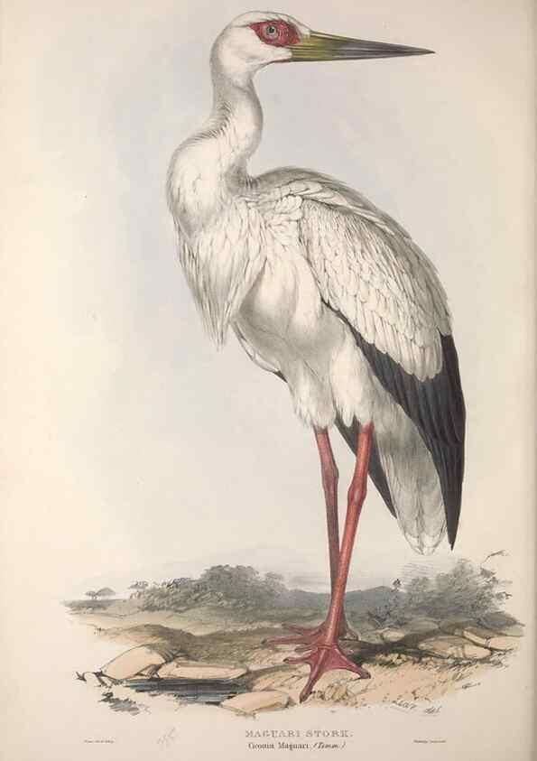 Reproducción/Reproduction 39812792253: The birds of Europe.. London,Printed by R. and J.E. Taylor, pub. by the author,1837.. 