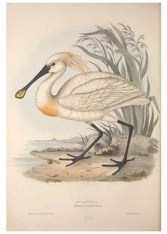 Reproducción/Reproduction 31836344807: The birds of Europe.. London,Printed by R. and J.E. Taylor, pub. by the author,1837.. 