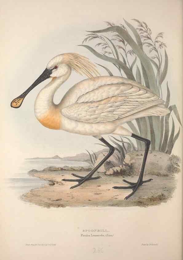 Reproducción/Reproduction 31836344807: The birds of Europe.. London,Printed by R. and J.E. Taylor, pub. by the author,1837.. 
