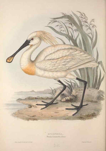 Reproducción/Reproduction 31836344807: The birds of Europe.. London,Printed by R. and J.E. Taylor, pub. by the author,1837.. 