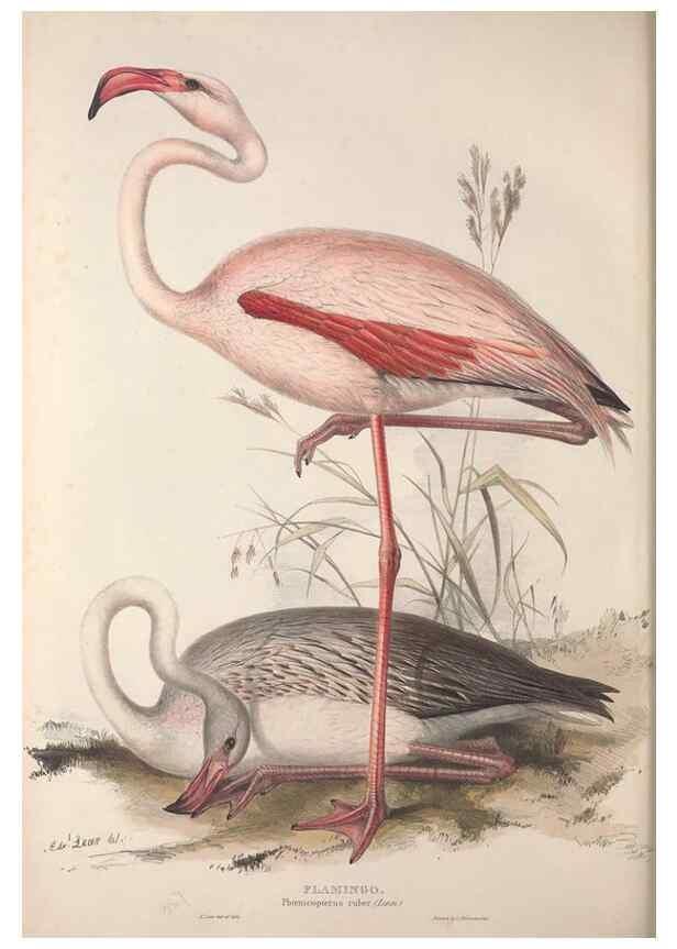 Reproducción/Reproduction 46052990874: The birds of Europe.. London,Printed by R. and J.E. Taylor, pub. by the author,1837.. 