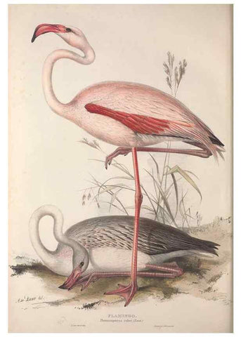 Reproducción/Reproduction 46052990874: The birds of Europe.. London,Printed by R. and J.E. Taylor, pub. by the author,1837.. 