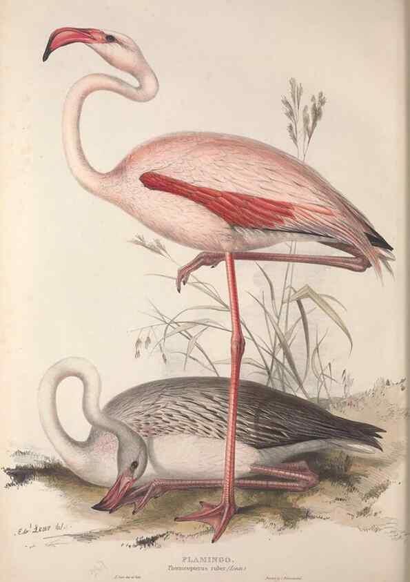 Reproducción/Reproduction 46052990874: The birds of Europe.. London,Printed by R. and J.E. Taylor, pub. by the author,1837.. 