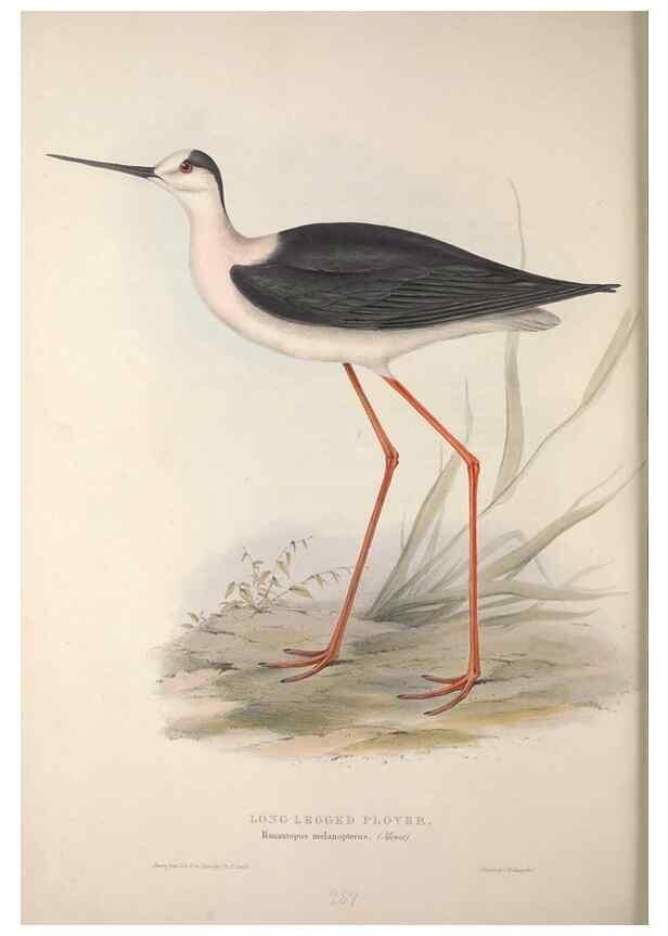 Reproducción/Reproduction 31836347147: The birds of Europe.. London,Printed by R. and J.E. Taylor, pub. by the author,1837.. 