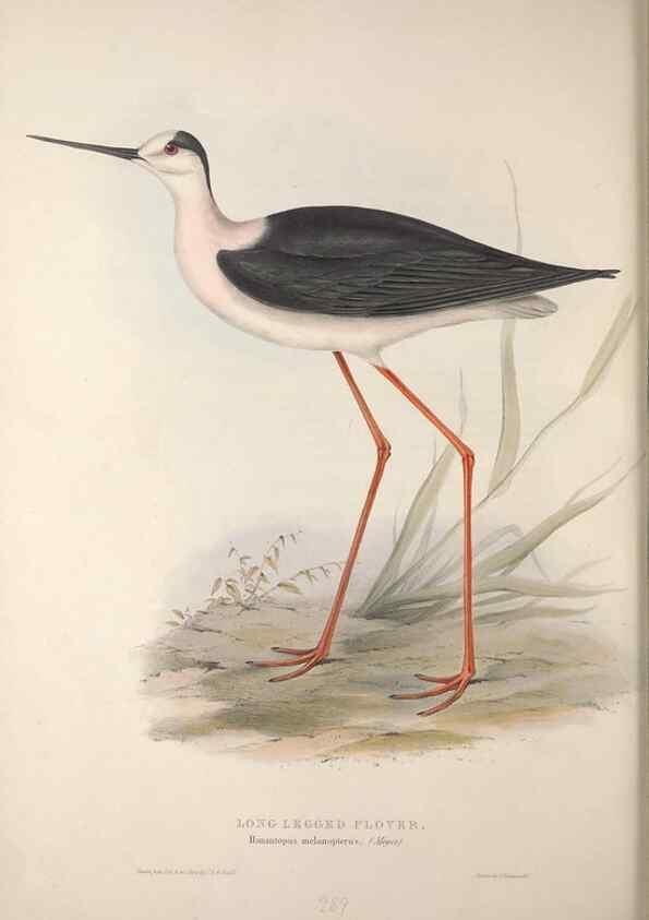 Reproducción/Reproduction 31836347147: The birds of Europe.. London,Printed by R. and J.E. Taylor, pub. by the author,1837.. 
