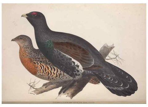 Reproducción/Reproduction 32902689628: The birds of Europe.. London,Printed by R. and J.E. Taylor, pub. by the author,1837.. 