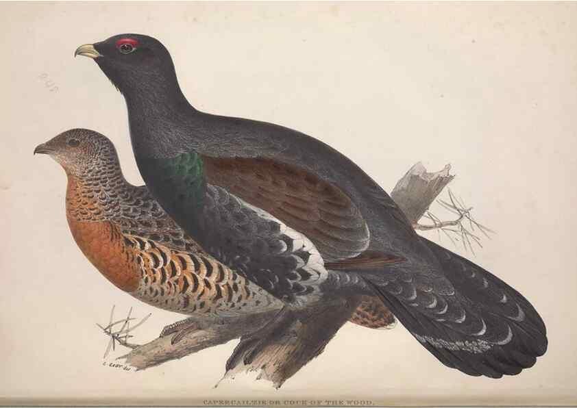 Reproducción/Reproduction 32902689628: The birds of Europe.. London,Printed by R. and J.E. Taylor, pub. by the author,1837.. 