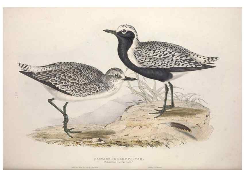Reproducción/Reproduction 46725674792: The birds of Europe.. London,Printed by R. and J.E. Taylor, pub. by the author,1837.. 