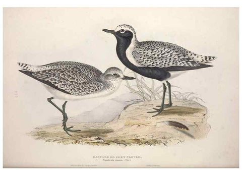 Reproducción/Reproduction 46725674792: The birds of Europe.. London,Printed by R. and J.E. Taylor, pub. by the author,1837.. 